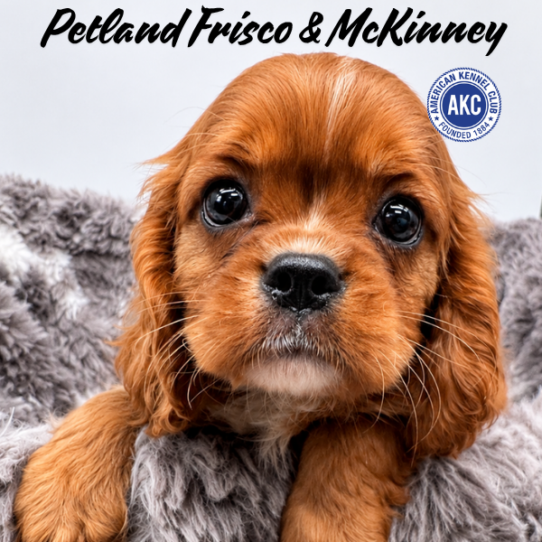 [#2695-01] Ruby M Cavalier King Charles Spaniel Puppies for Sale