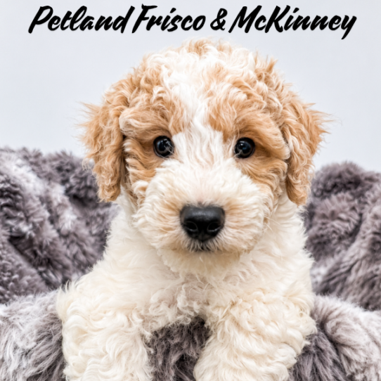 [#26133-01] Red / White M Bichapoo Puppies for Sale