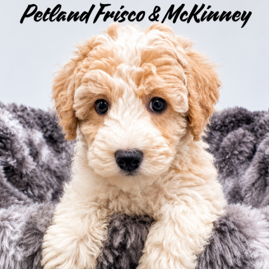 [#26133-03] Red / White F Bichapoo Puppies for Sale