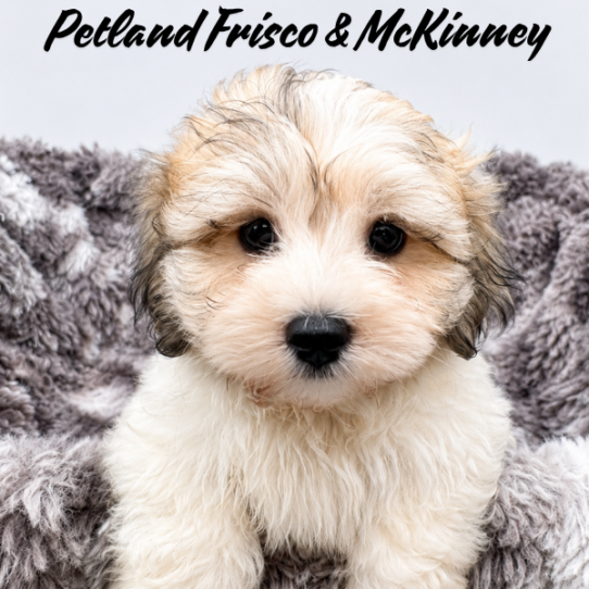 [#26132-01] Gold / White M Havachon Puppies for Sale