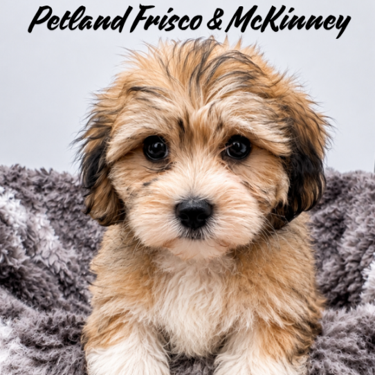 [#26132-04] Gold / White F Havachon Puppies for Sale