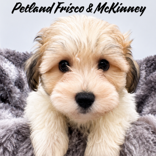 [#26132-03] Gold / White F Havachon Puppies for Sale