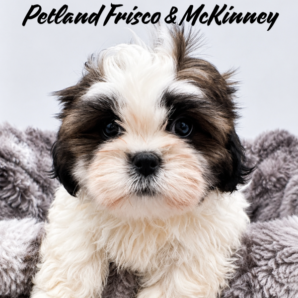 Shih Tzu in Allen, TX