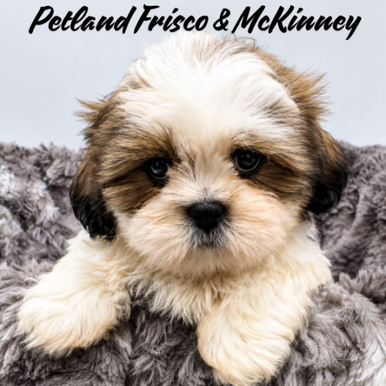 [#26134-03] Gold / White M Shih Tzu Puppies for Sale