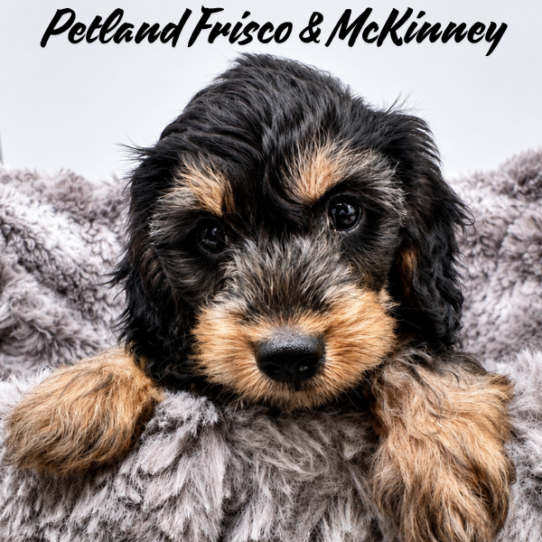 [#2687-01] Black / Tan M Dachshund Puppies for Sale