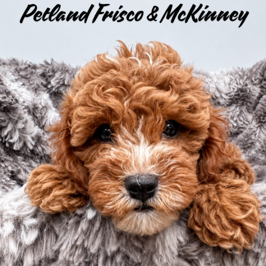 [#2690-02] Red M Cavapoo F1B Puppies for Sale