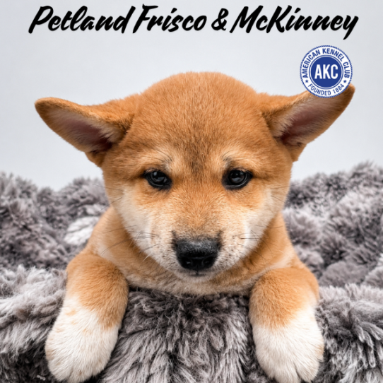 [#261861-02] Red M Shiba Inu Puppies for Sale