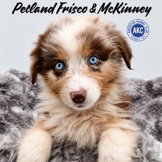 [#261821-08] Red Merle F Australian Shepherd Puppies for Sale