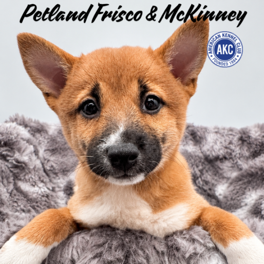 [#261861-04] Red F Shiba Inu Puppies for Sale