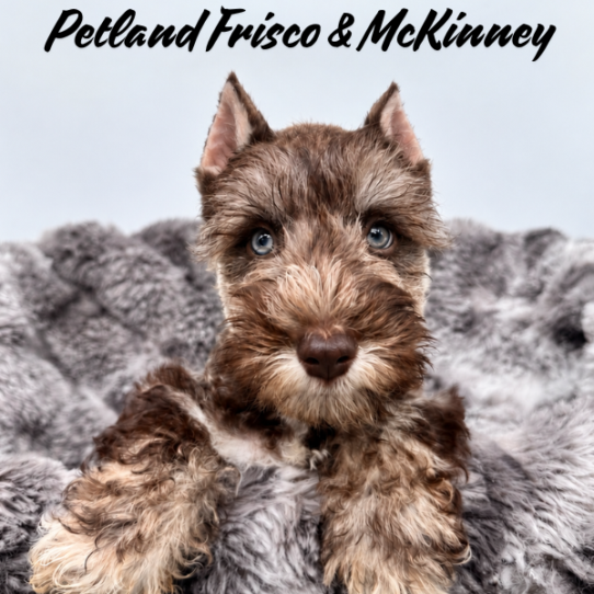 [#2678-05] Chocolate M Miniature Schnauzer Puppies for Sale