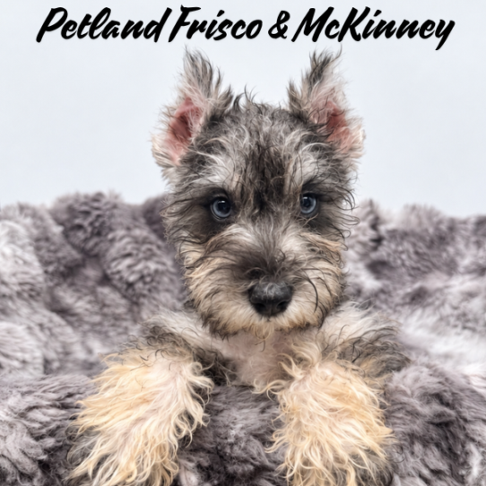 [#2678-01] Salt / Pepper M Miniature Schnauzer Puppies for Sale