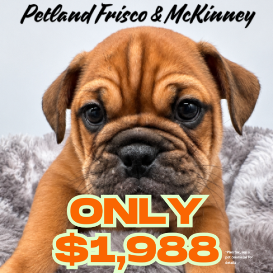 [#2621-06] Fawn / White M Bulldog/Bulldog Mini Puppies for Sale
