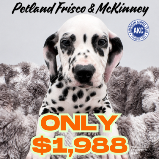 Petland Frisco & Mckinney, Texas Dalmatian puppy available