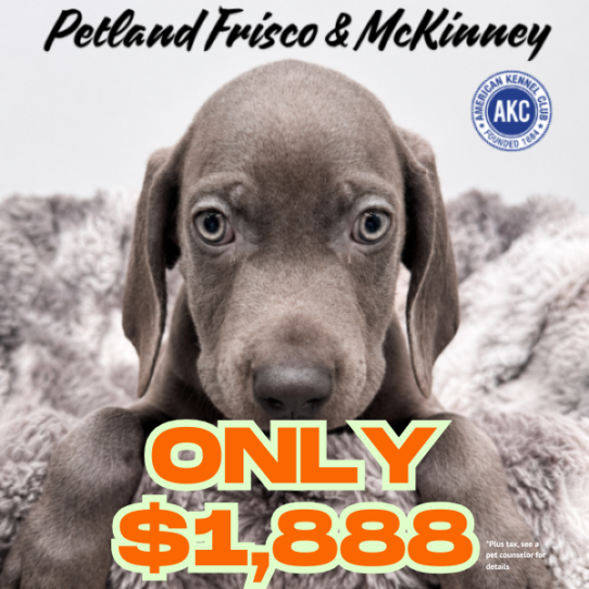 [#N06441] Blue M Weimaraner Puppies for Sale