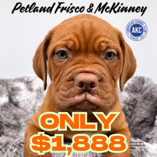 Petland Frisco & Mckinney, Texas Dogue de Bordeaux puppy available