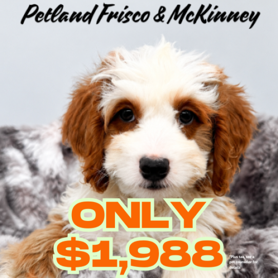 [#26129-07] Red / White F Bernedoodle Mini 2nd Gen Puppies for Sale