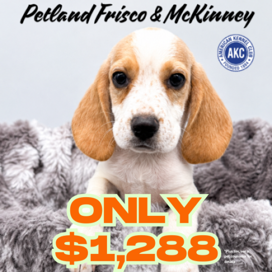 Petland Frisco & Mckinney, Texas Beagle puppy available