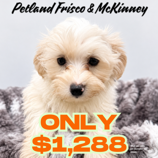 [#N06952] Cream M Morkie Puppies for Sale