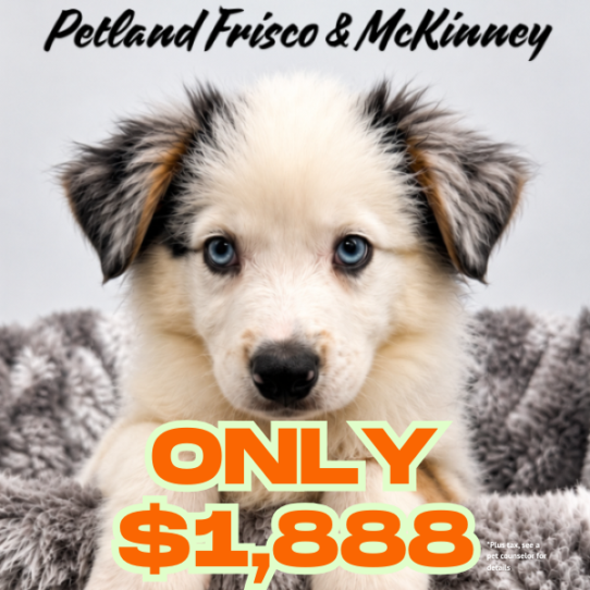 [#N07616] Blue Merle White and Tan M Australian Shepherd Puppies for Sale