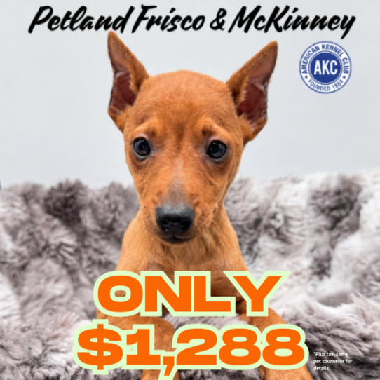 Petland Frisco & Mckinney, Texas Miniature Pinscher puppy available