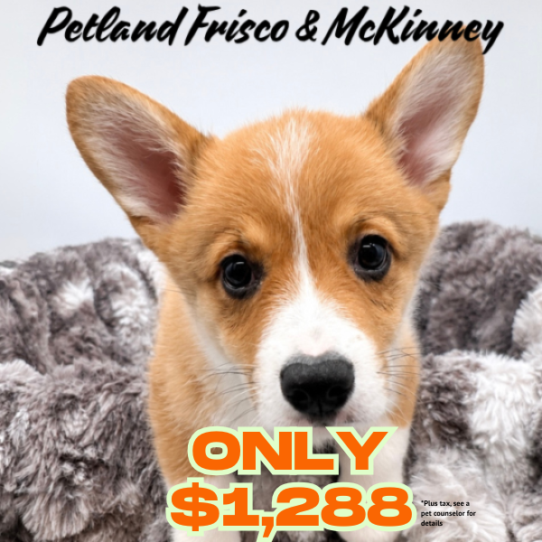 [#N08191] Sable M Pembroke Welsh Corgi Puppies for Sale