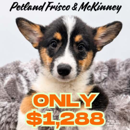 [#N08194] Black and Tan F Pembroke Welsh Corgi Puppies for Sale