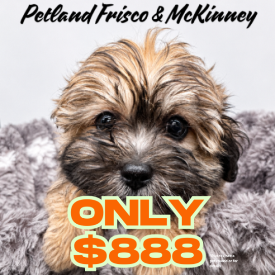 Teddy Bear – 40470