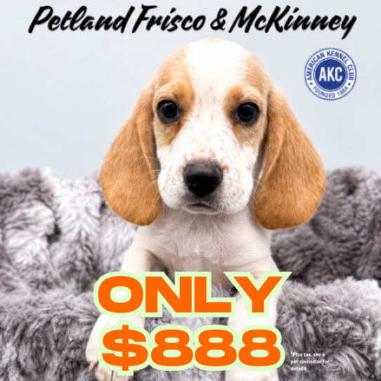 [#N10310] Lemon and White M Beagle Puppies for Sale