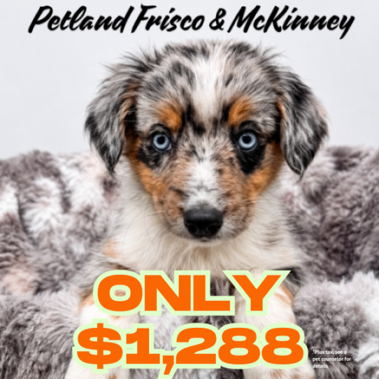 [#N08038] Blue Merle F Miniature Australian Shepherd Puppies for Sale