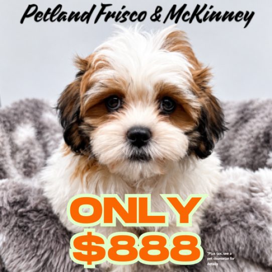 Teddy Bear – 40485