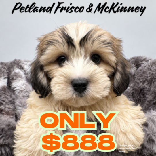 Teddy Bear – 40500