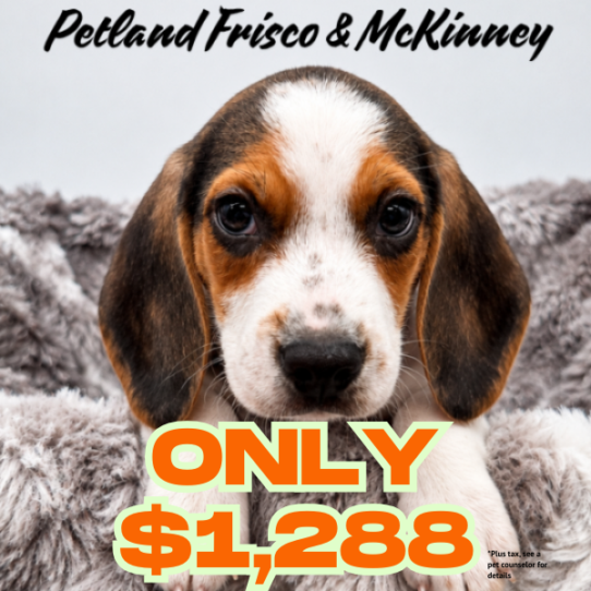 [#N07812] Black White and Tan M Beagle Puppies for Sale
