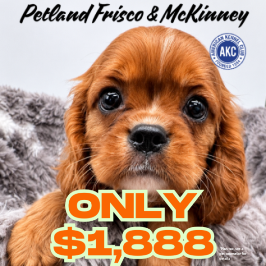 [#2695-01] Ruby M Cavalier King Charles Spaniel Puppies for Sale