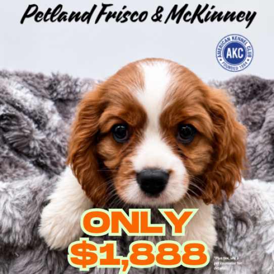 [#2694-02] Blenheim M Cavalier King Charles Spaniel Puppies for Sale