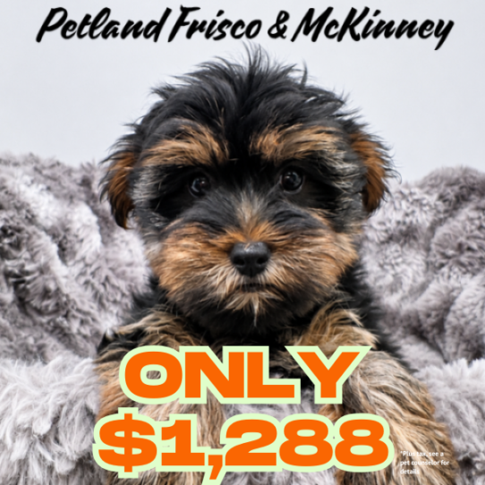 [#N08351] Black and Tan F Yorkshire Terrier Puppies for Sale
