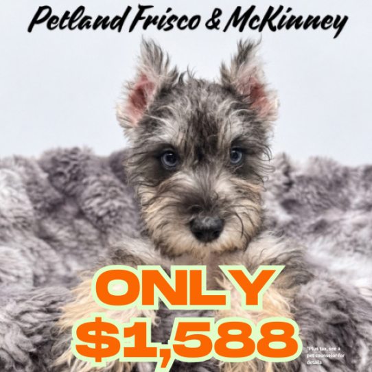[#2678-01] Salt / Pepper M Miniature Schnauzer Puppies for Sale