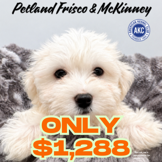 [#N10341] White F Maltese Puppies for Sale