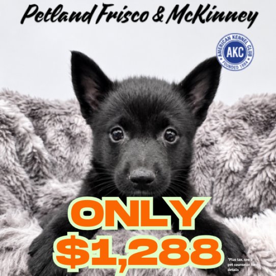 [#N10557] Black F Schipperke Puppies for Sale