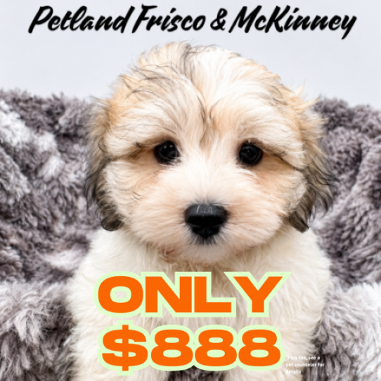 [#26132-01] Gold / White M Havachon Puppies for Sale