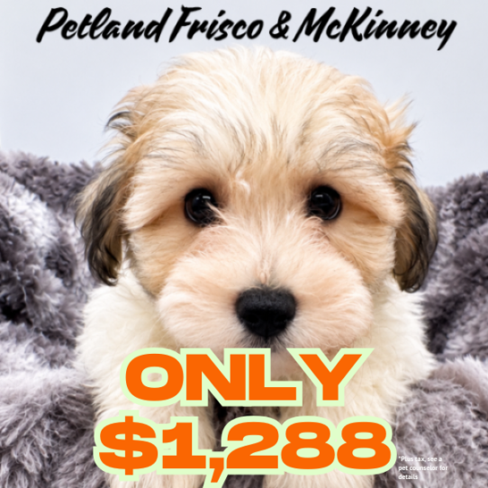 [#26132-03] Gold / White F Havachon Puppies for Sale