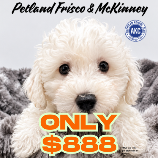 [#N07798] White M Bichon Frise Puppies for Sale