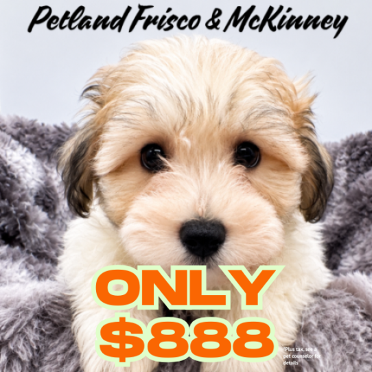 [#26132-03] Gold / White F Havachon Puppies for Sale