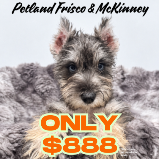 [#2678-01] Salt / Pepper M Miniature Schnauzer Puppies for Sale