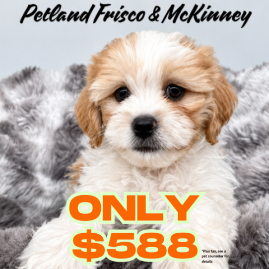 [#N07717] Red Gold M Lhasa poo Puppies for Sale