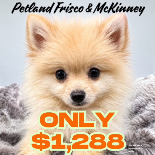 [#N09209] Cream M Pomeranian Puppies for Sale
