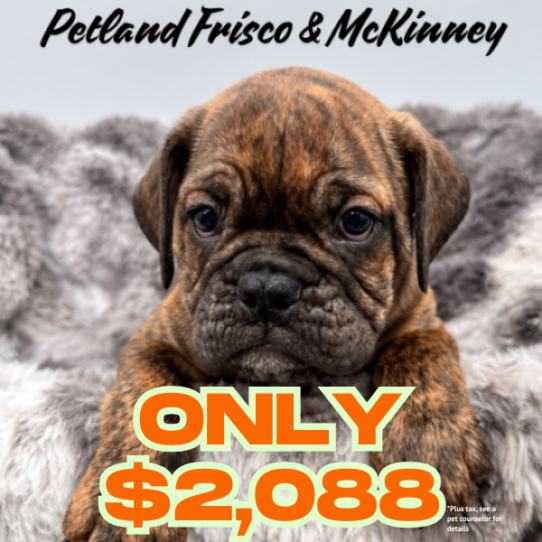 [#26331-01] M Bulldog Mini Puppies for Sale