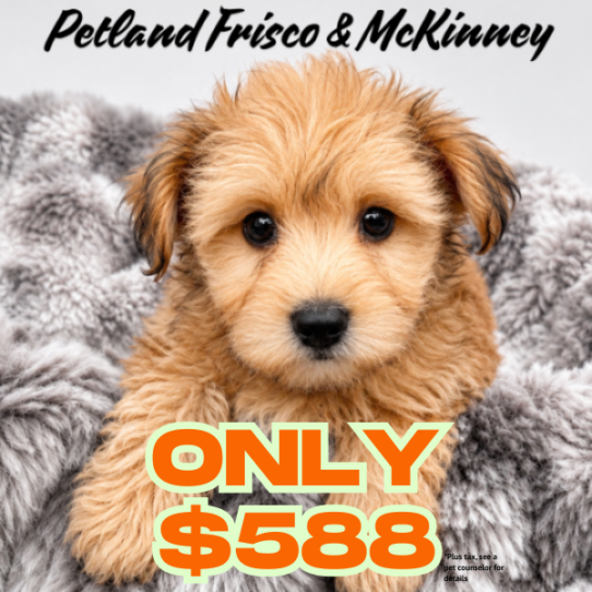 [#N06376] Gold M Yochon Puppies for Sale