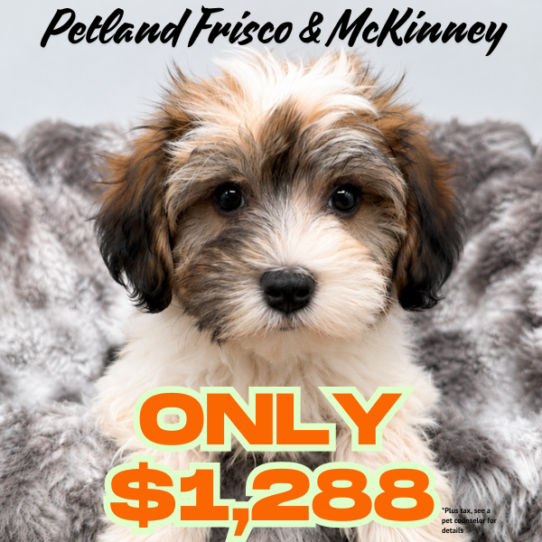 [#N07256] Gold Sable F Havanese Puppies for Sale