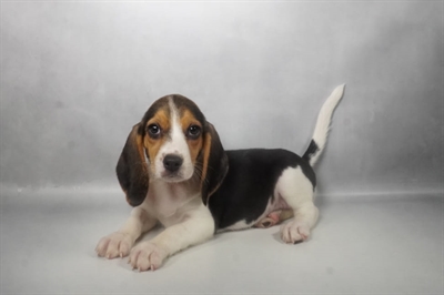 [#N07810] Black Tan and White F Beagle Puppies for Sale