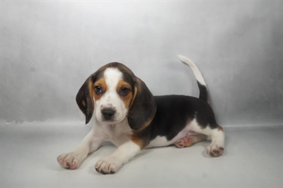 [#N07812] Black White and Tan M Beagle Puppies for Sale